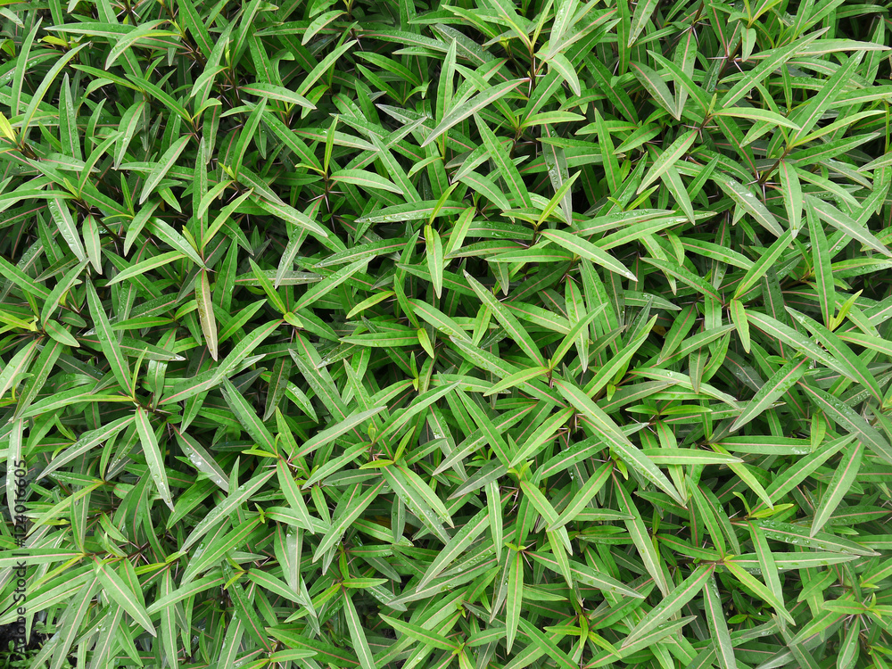 Barleria lupulina Lindl., Trees, leaves, Reduce inflammation Barleria lupulina Lindl., Trees, leaves, Reduce inflammation