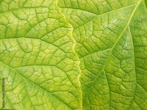 leaf texture ( Clerodendrum chinense (Osbeck) Mabb., Glory Bower, Labiatae )