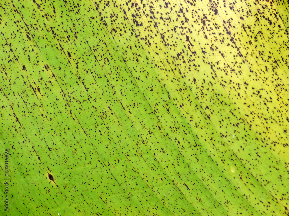 autumn banana leaf texture autumn banana leaf texture