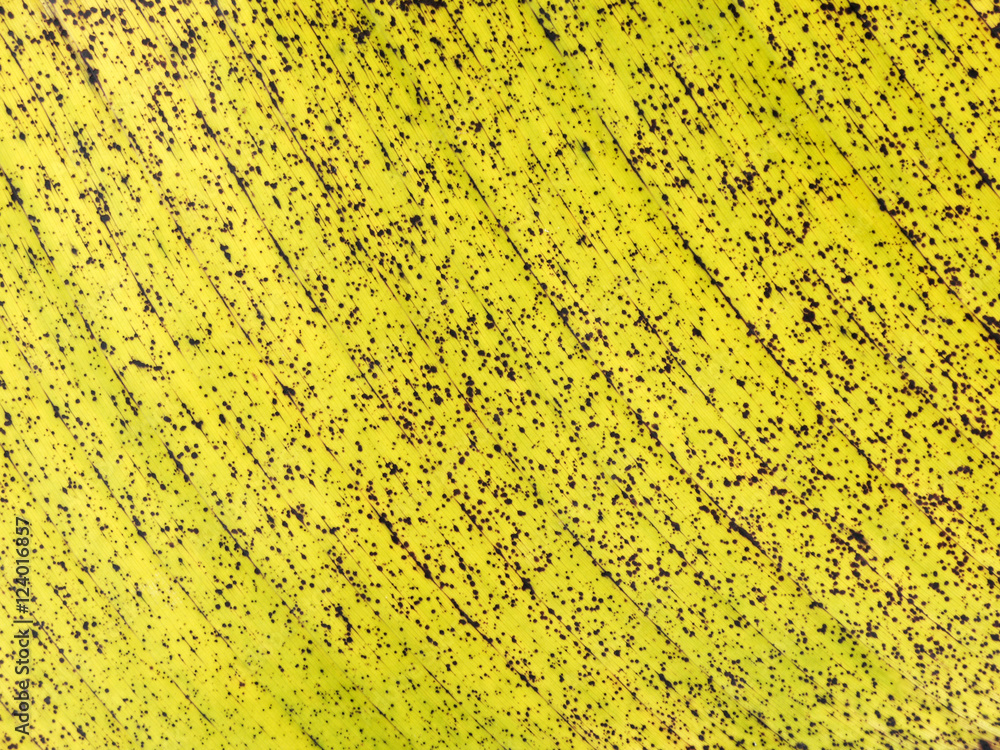 autumn banana leaf texture autumn banana leaf texture