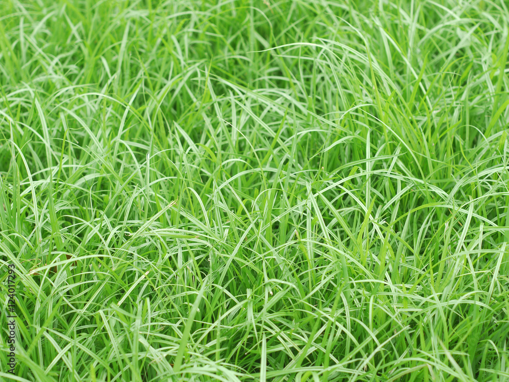 grass closeup grass closeup