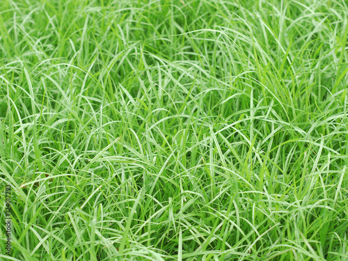 grass closeup