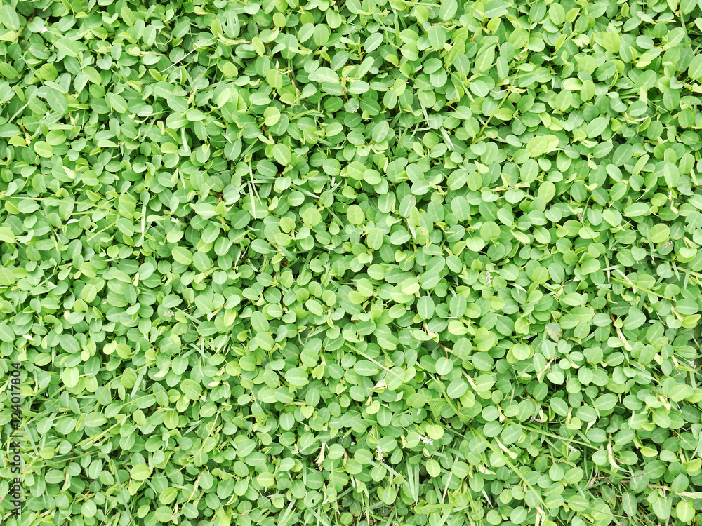 green plant on grass green plant on grass