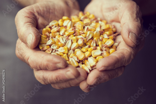 Fotografia Grain corn