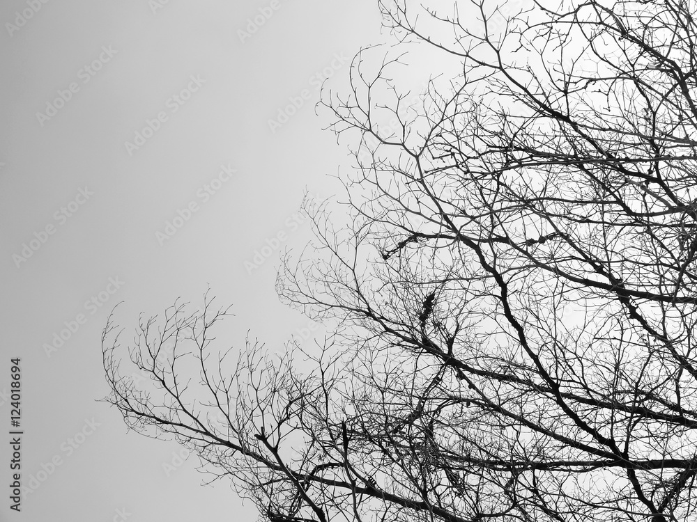Silhouette tree Silhouette tree
