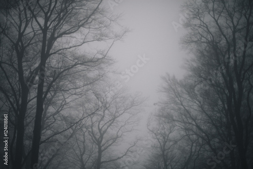 bosque de miedo con niebla