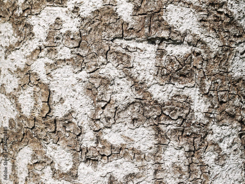Tree bark texture macro Tree bark texture macro