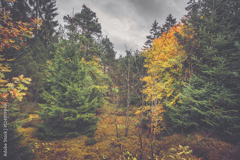 Autumn scenery in a Scandinavian forest