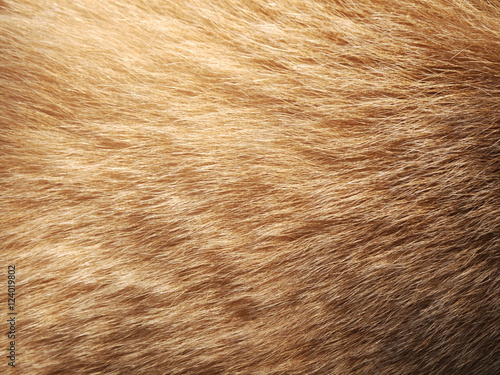 Macro Dog Hair texture