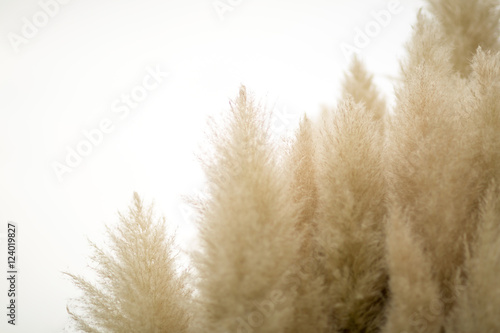 Pampas grass on isolated background