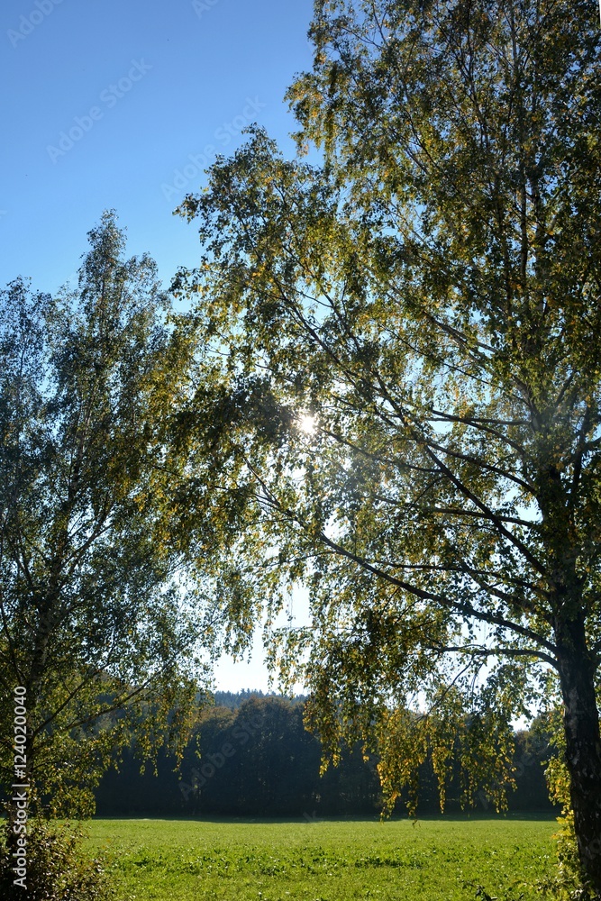 Obraz premium Sonne strahlt durch Bäume, mit Wald im Hintergrund und grünem Feld