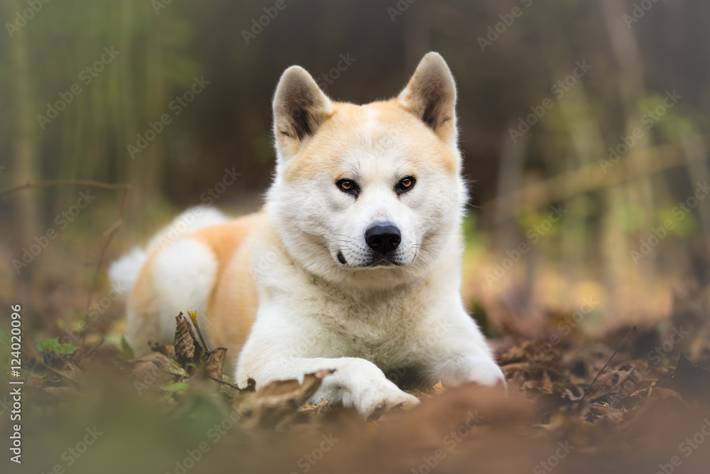  Japanese dog Akita Inu in Autumn Forest