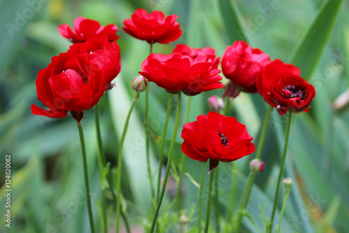 Fototapeta Naklejka Na Ścianę i Meble -  Flowering red Ranunculus asiaticus.
