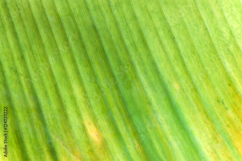 Close up banana leaf