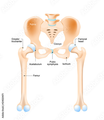 hip joint