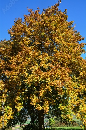 Bunte Herbstblätter am Baum 