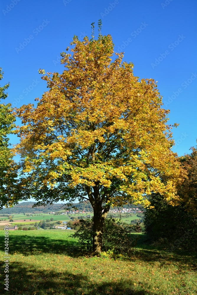 Goldene Herbstzeit - Baum mit bunten Blättern