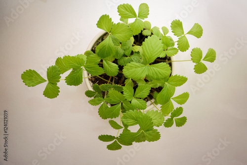 Photography Aardbei plant zonder aardbeien