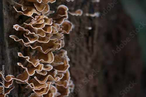 Wild mushroom on a tree. 