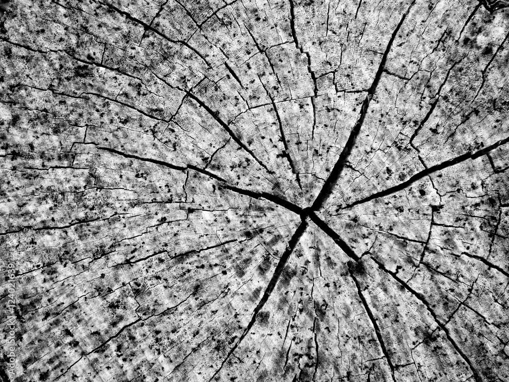 A close up view of an weathered old driftwood stump that shows the radial pattern of tree rings punctuated by a series of cracks spreading from the center