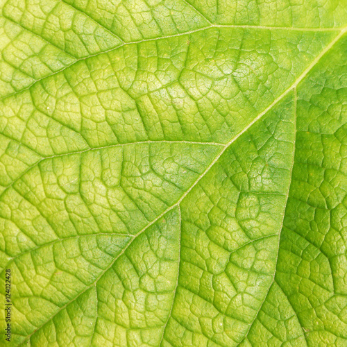 leaf texture ( Clerodendrum chinense (Osbeck) Mabb., Glory Bower, Labiatae )