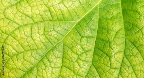 leaf texture ( Clerodendrum chinense (Osbeck) Mabb., Glory Bower, Labiatae )