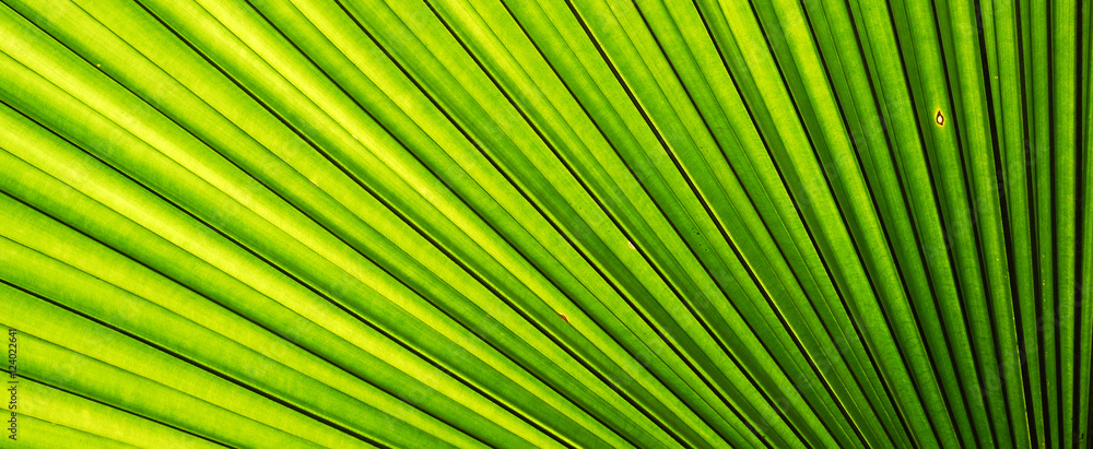 Lines and textures of Green Palm leaves Lines and textures of Green Palm leaves