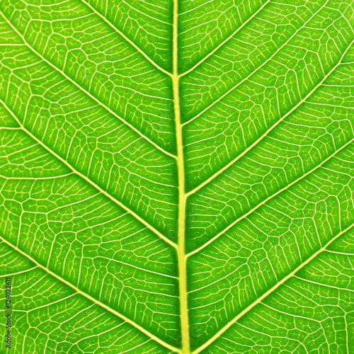 green bodhi leaf texture