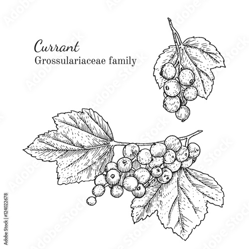 Ink currant herbal illustration. Hand drawn botanical sketch style. Absolutely vector. Good for using in packaging - tea, condinent, oil etc - and other applications