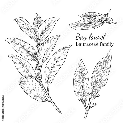 Ink bay laurel herbal illustration. Hand drawn botanical sketch style. Absolutely vector. Good for using in packaging - tea, condinent, oil etc - and other applications