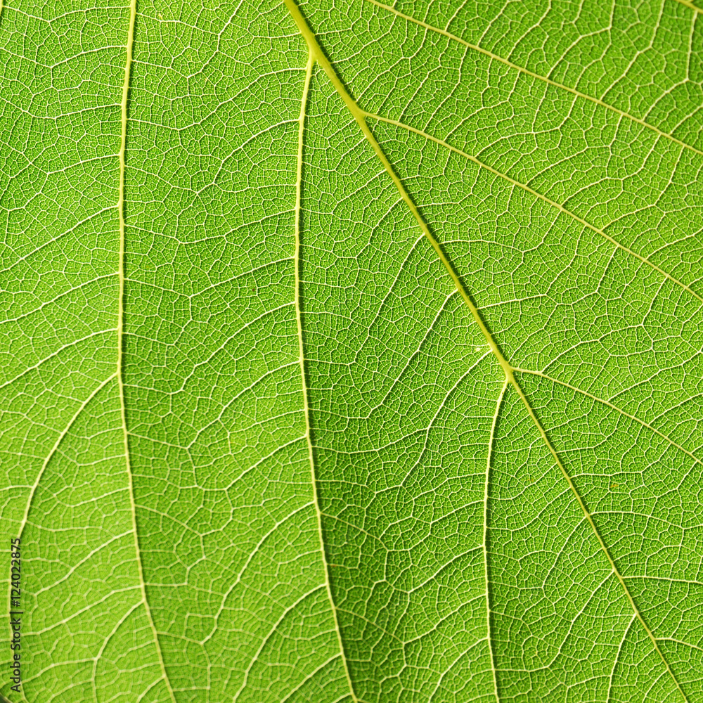 leaf texture ( Bastard Teak, Bengal Kino, Kino Tree, Flame of the Forest ) leaf texture ( Bastard Teak, Bengal Kino, Kino Tree, Flame of the Forest )