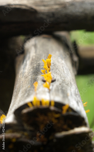 closeup Yellow jelly mushroom growing on wood