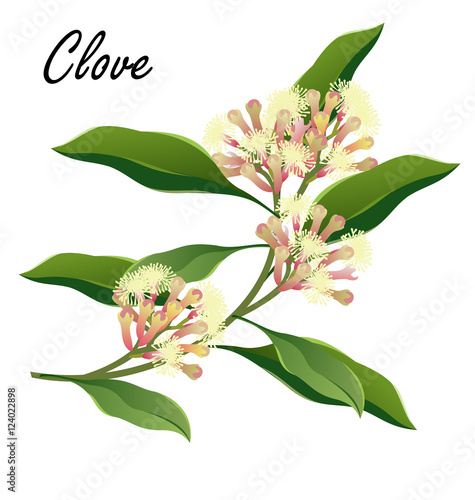 Clove  tree branch with flowers (Syzygium aromaticum). Vector illustration, isolated on white.