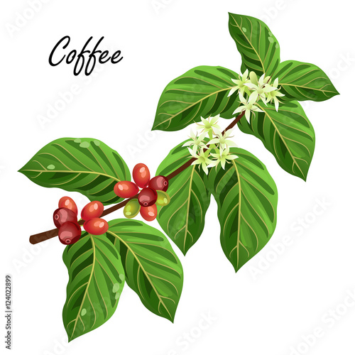 Coffee tree branch with beans and flowers. Vector illustration, isolated on white.