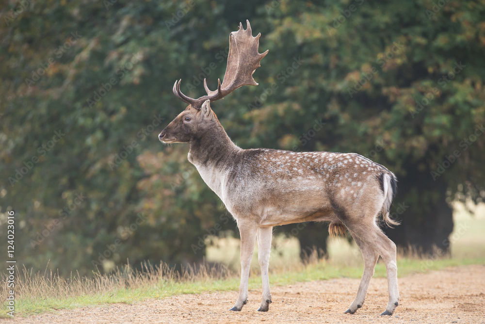 Fallow Deer, Deer, Dama dama Fallow Deer, Deer, Dama dama