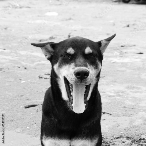 Fototapeta Naklejka Na Ścianę i Meble -  A nice black and white picture of a dog yawning