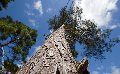 coniferous trees