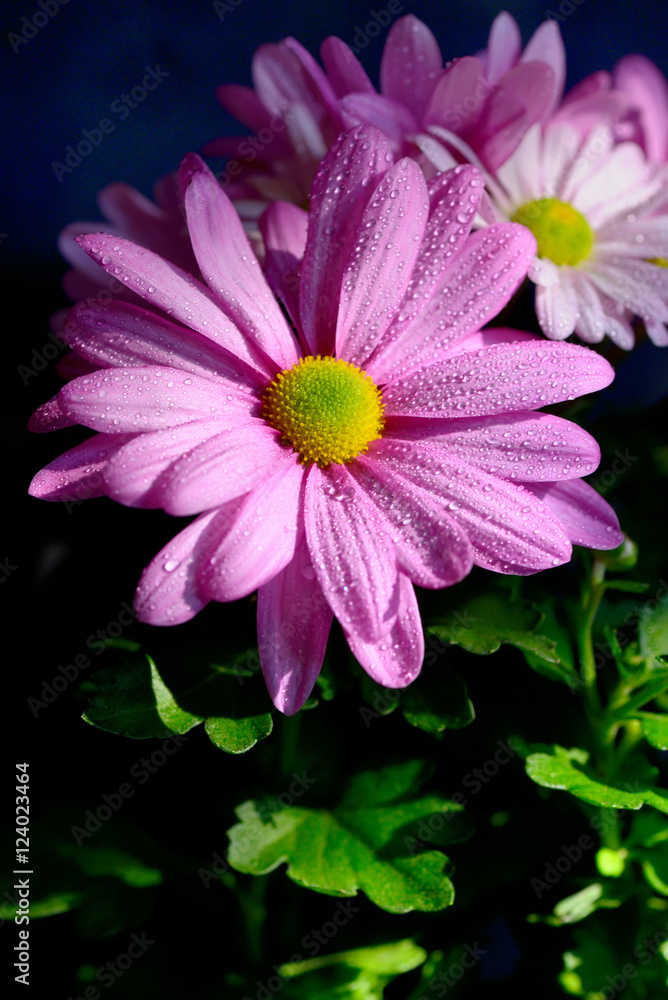 Obraz premium Pyrethrum flowers with dew drops