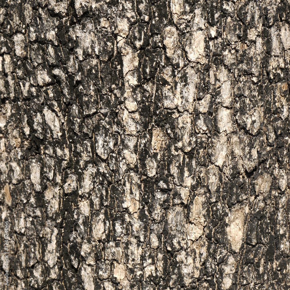 Tree bark texture Tree bark texture