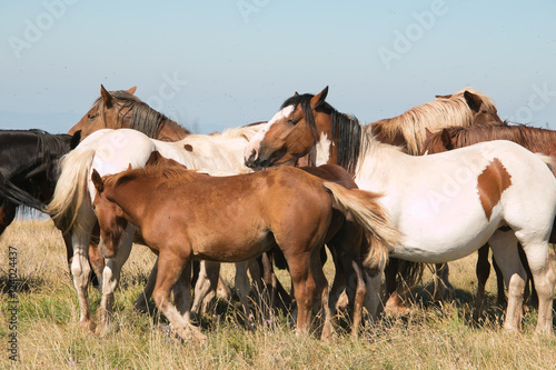 Gruppo di cavalli selvaggi in montagna photo