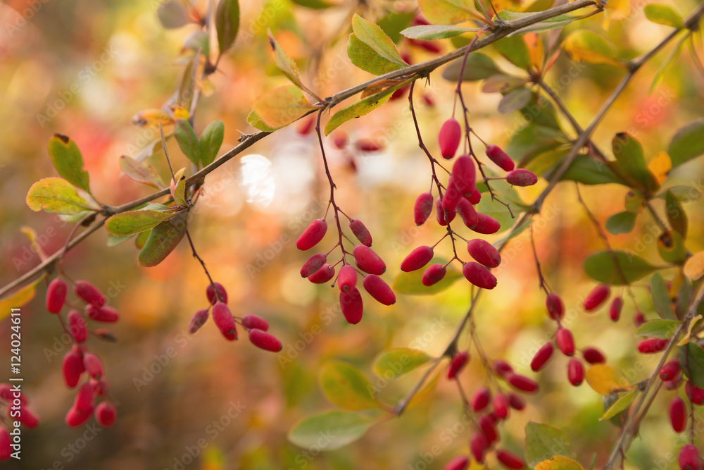 Branch of barberry with small ripe red berries close-up on a beautiful bright blurry background. Branch of barberry with small ripe red berries close-up on a beautiful bright blurry background.