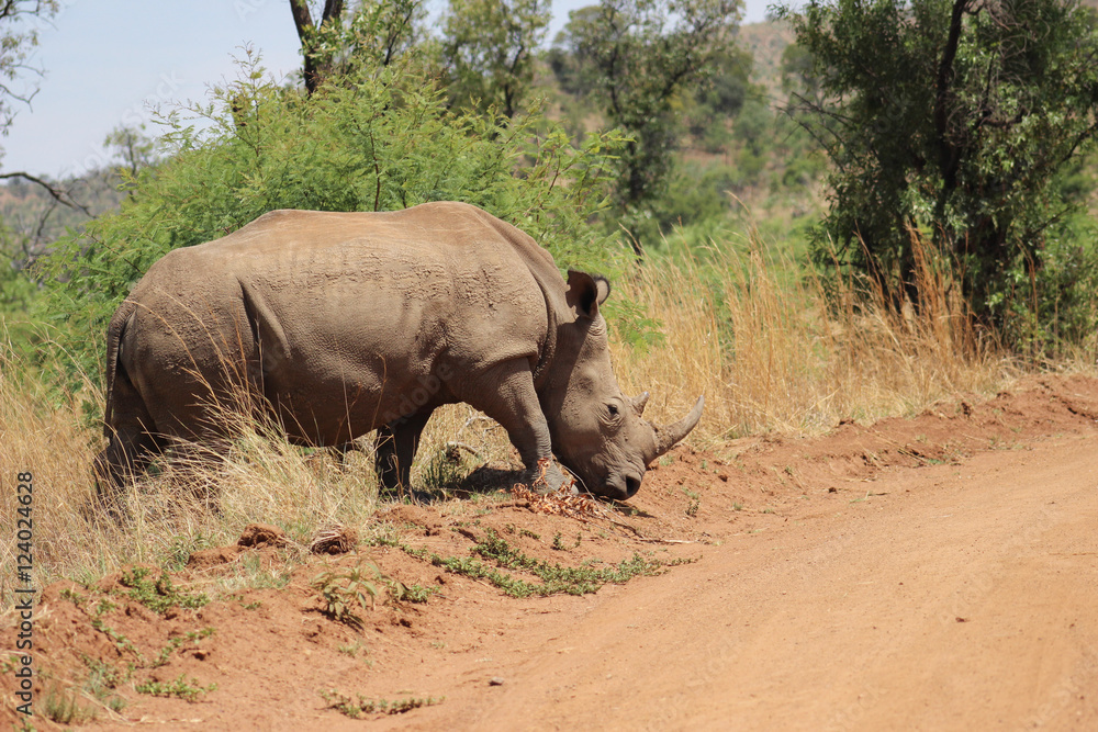 White rhino on side of road White rhino on side of road