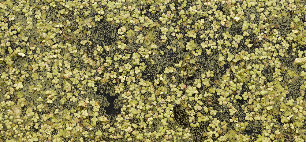 Duckweed covered on the water surface Duckweed covered on the water surface