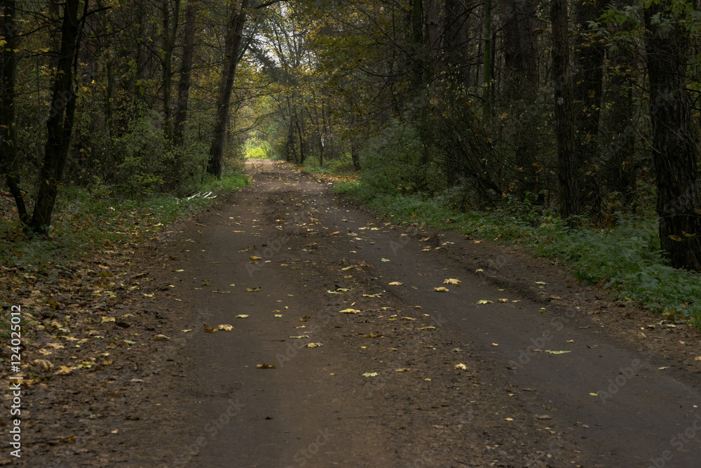 Fototapeta premium Поздняя осень в парке. Проселочная дорога.
