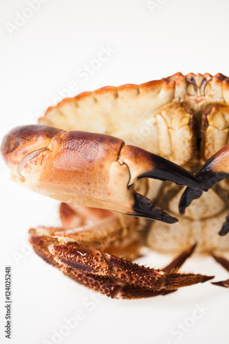 crabe frais sur un fond blanc