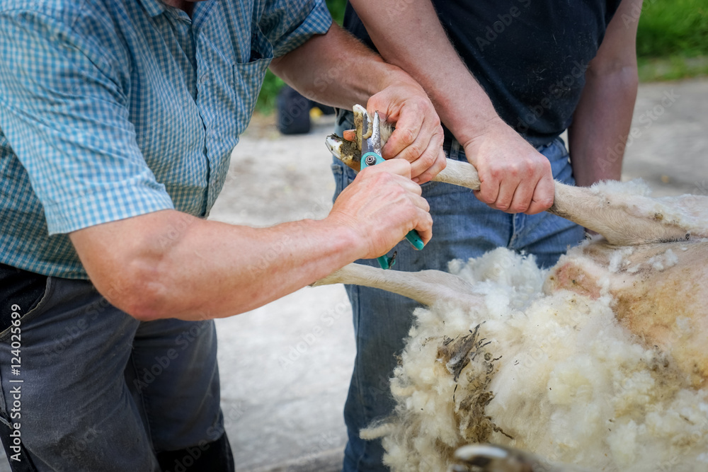 Klauenpflege bei einen Schaf wärend der Schafsrasur Stock Photo Adobe