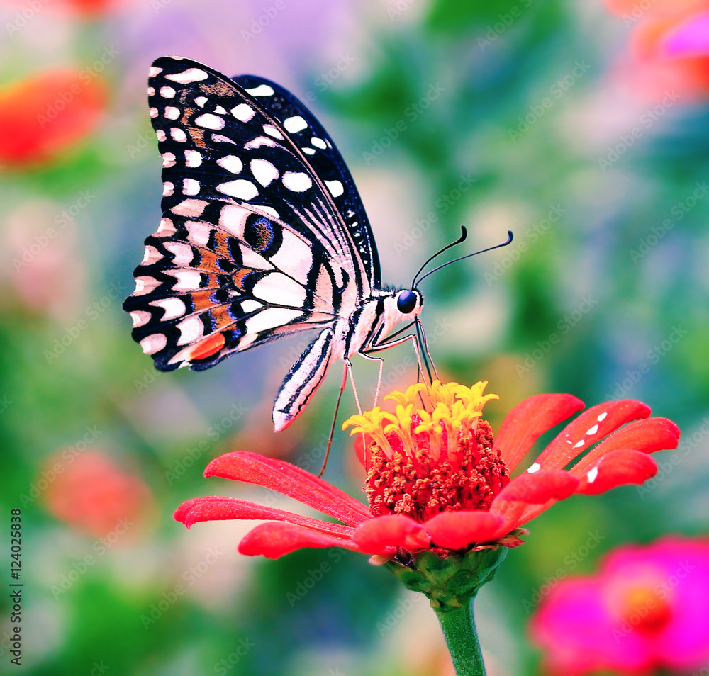 Fototapeta premium butterfly on flower (Common tiger butterfly)
