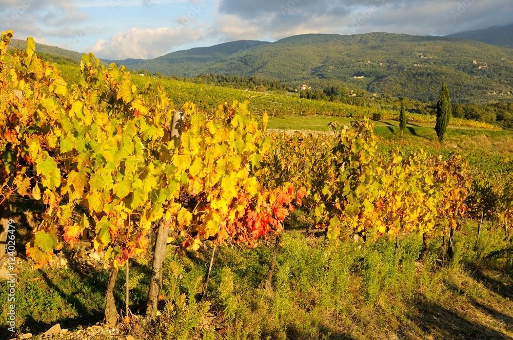 Vineyards in Tuscany, Chianti region.Italy.