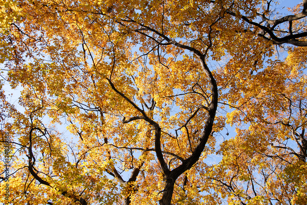 Fototapeta premium 紅葉（浦和）