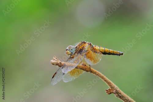 Dragonfly in Thailand.